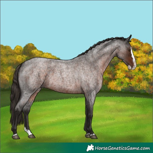 Horse Color:Liver Red Roan Splash