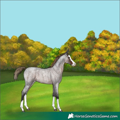 Horse Color:Liver Red Roan Splash 