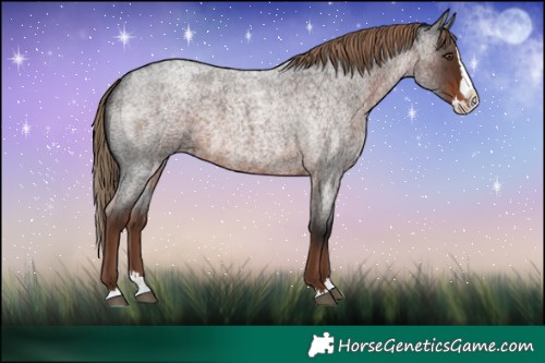 Horse Color:Liver Red Roan Splash 