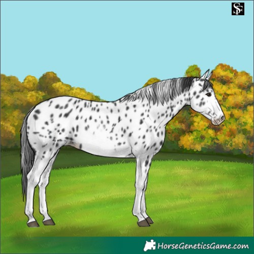 Horse Color:White Spotted Black Splash Tobiano Frame Near Leopard 