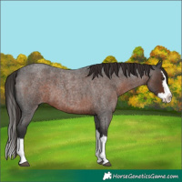 Horse Color:Liver Red Roan Splash