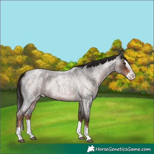Horse Color:Liver Red Roan Splash 