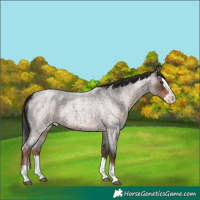 Horse Color:Liver Red Roan Splash