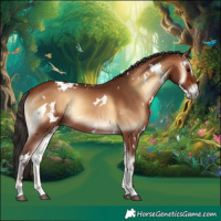 Horse Color:White Spotted Bay Onyx Rabicano