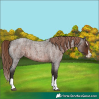 Horse Color:Liver Red Roan Splash 