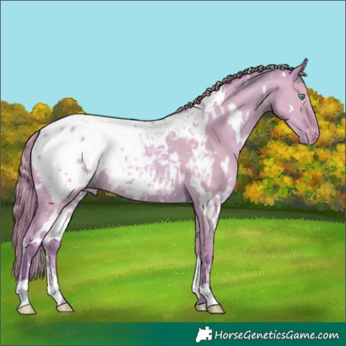Horse Color:Watercolor White Spotted Classic Cream Champagne Dun Appaloosa 