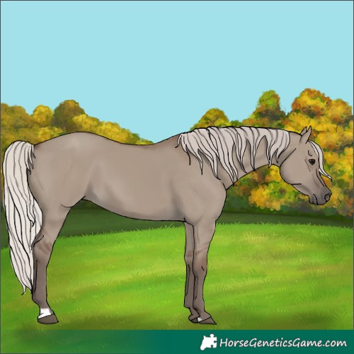 Horse Color:Silver Grullo