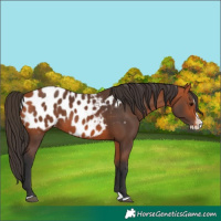 Horse Color:Bay Splash Appaloosa 