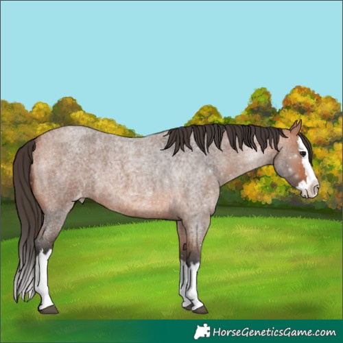 Horse Color:Bay Roan Splash Appaloosa 