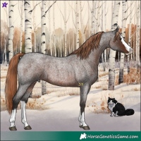 Horse Color:Liver Red Roan Splash 
