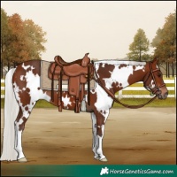Horse Color:White Spotted Silver Brown