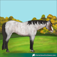 Horse Color:Liver Red Roan Splash 