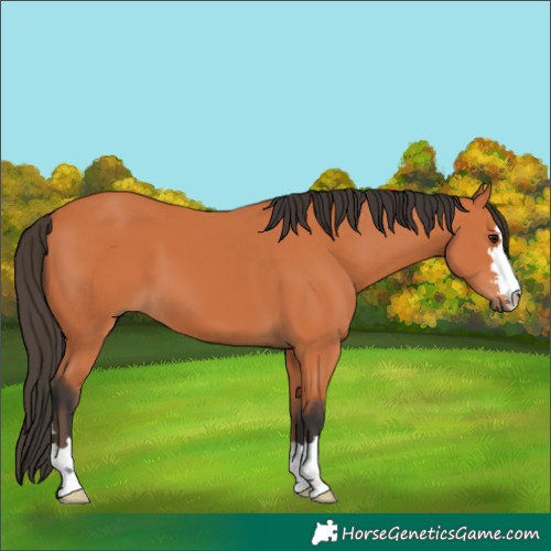 Horse Color:Bay 