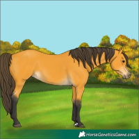 Horse Color:Buckskin 
