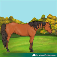 Horse Color:Bay 