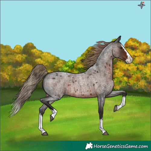 Horse Color:Liver Red Roan Splash