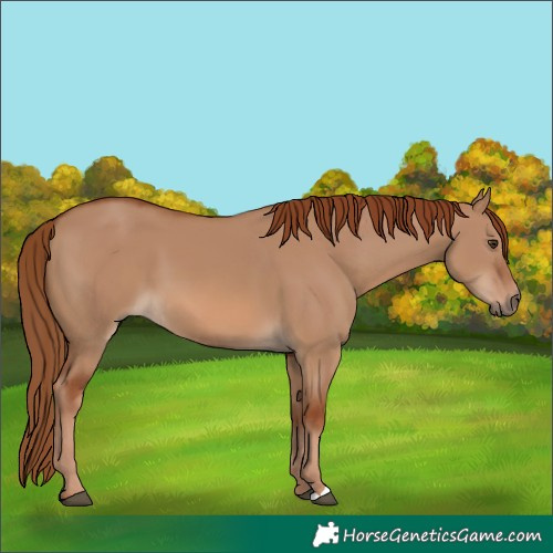 Horse Color:Red Dun 