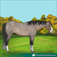 Horse Color:Brown Roan Dun Splash 