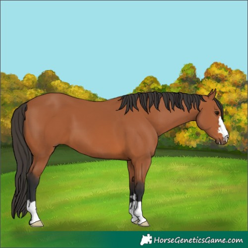 Horse Color:Bay 