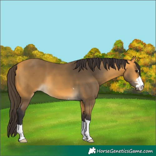 Horse Color:Buckskin