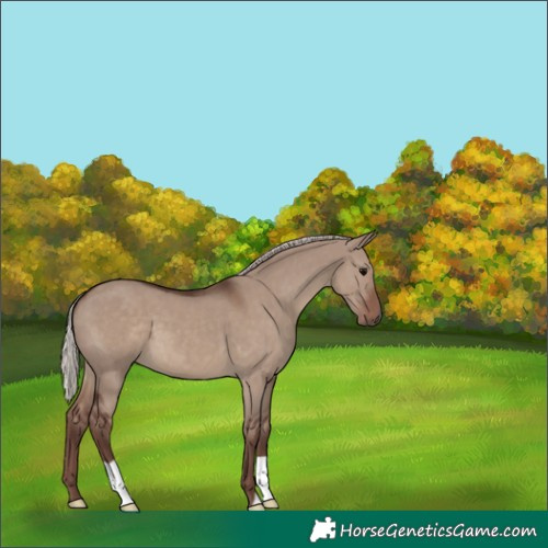 Horse Color:Unknown 