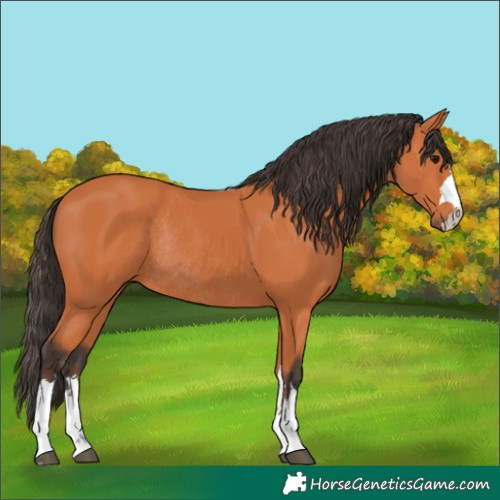 Horse Color:Bay Rabicano 