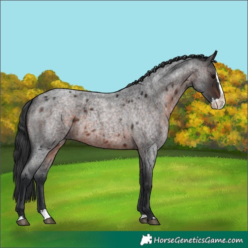 Horse Color:Brown Roan Splash 