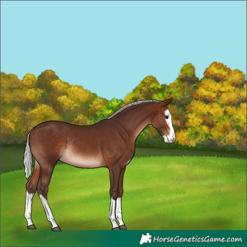 Horse Color:Silver Brown Splash Rabicano