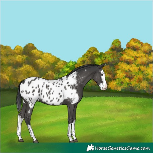 Horse Color:Black Splash Near Leopard