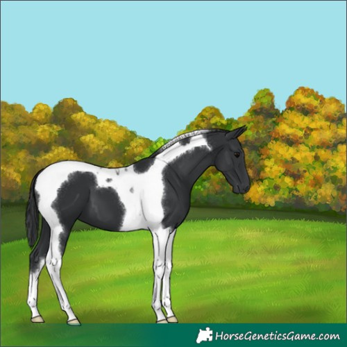 Horse Color:Black Tobiano