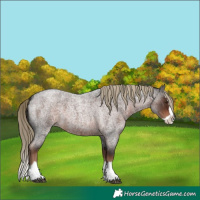 Horse Color:Liver Red Roan Splash