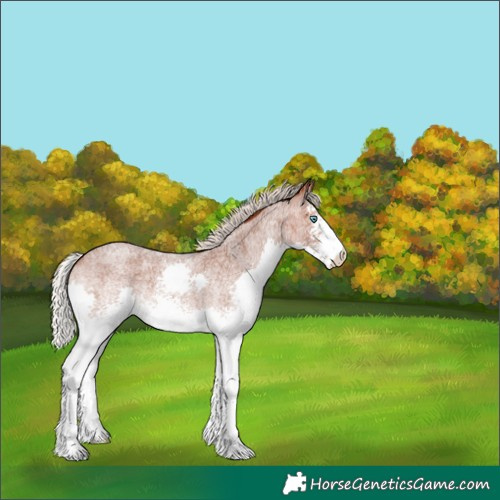 Horse Color:White Spotted Silver Bay Roan Splash Appaloosa 