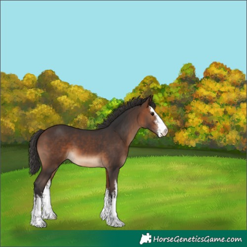 Horse Color:White Spotted Brown 