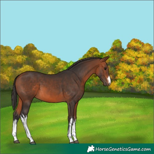 Horse Color:White Spotted Bay 