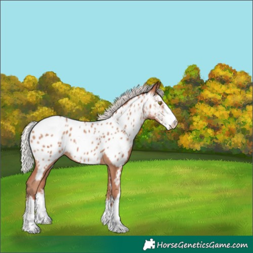 Horse Color:White Spotted Silver Sable Champagne Appaloosa 