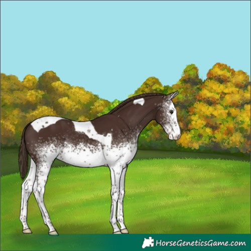 Horse Color:White Spotted Liver Chestnut Tobiano 