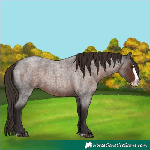 Horse Color:Liver Red Roan Splash