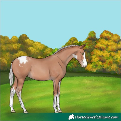 Horse Color:White Spotted Silver Sable Champagne Varnish 