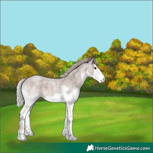 Horse Color:White Spotted Silver Blue Roan Splash