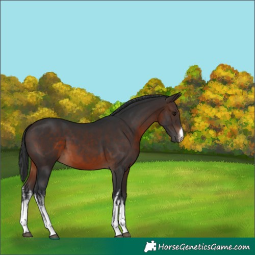 Horse Color:White Spotted Brown 