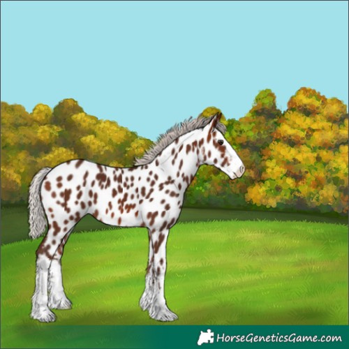 Horse Color:White Spotted Silver Brown Near Leopard 