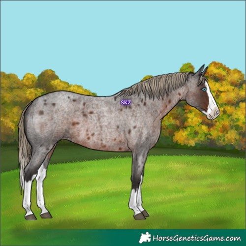 Horse Color:Liver Red Roan Splash