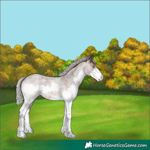 Horse Color:Silver Brown Roan Splash 