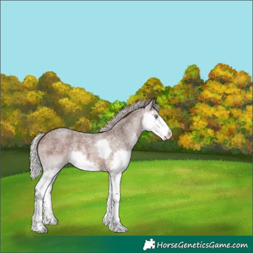 Horse Color:Silver Brown Roan Splash 