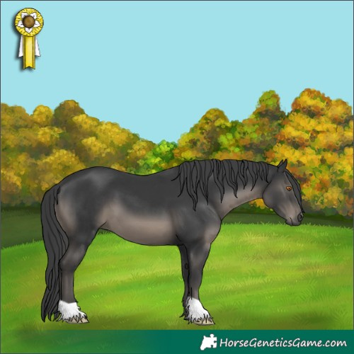 Horse Color:Black 