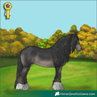 Horse Color:Black 