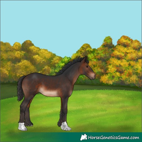 Horse Color:Brown 