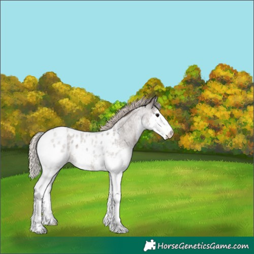 Horse Color:Silver Blue Roan Splash Appaloosa