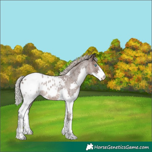 Horse Color:Silver Blue Roan Splash Appaloosa