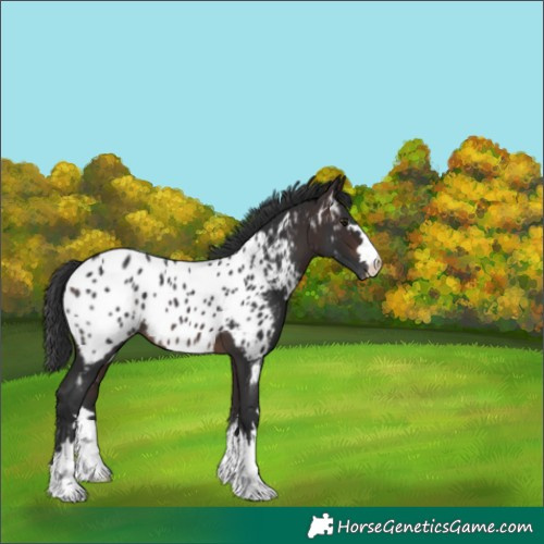 Horse Color:Brown Appaloosa 
